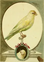 Picture 2 of 4 from Bemerkungen über einen monstreusen Canarien-Vogel : aus dessen Unterkiefer ein lang gewundenes Horn gewachsen ; an den Herrn Grafen von Büffon ... mit einer ausgemahlten Kupfertafel (1780), leaf 5