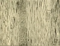 An illustration from Bench work in wood; a course of study and practice designed for the use of schools and colleges (1905)