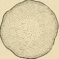 An illustration from Bench work in wood; a course of study and practice designed for the use of schools and colleges (1905)