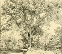 An illustration from Bench work in wood; a course of study and practice designed for the use of schools and colleges (1905)