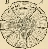 An illustration from Bench work in wood; a course of study and practice designed for the use of schools and colleges (1905)