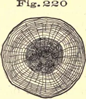 An illustration from Bench work in wood; a course of study and practice designed for the use of schools and colleges (1888)