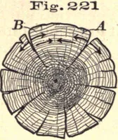 An illustration from Bench work in wood; a course of study and practice designed for the use of schools and colleges (1888)