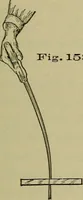 An illustration from Bench work in wood: a course of study and practice designed for the use of schools and colleges (1902)