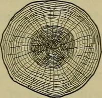 An illustration from Bench work in wood: a course of study and practice designed for the use of schools and colleges (1902)