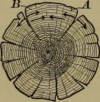 An illustration from Bench work in wood: a course of study and practice designed for the use of schools and colleges (1902)