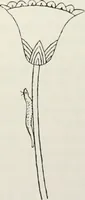 An illustration from Beni Hasan (1893)