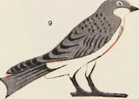 An illustration from Beni Hasan (1893)