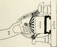 Picture 33 of 40 from Beni Hasan (1893), leaf 70