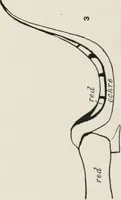 An illustration from Beni Hasan (1893)