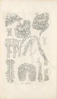 Picture 2 of 5 from Bernardi Siegfried Albini ... Explicatio tabularum anatomicarum Bartholomaei Eustachii ... Accedit tabularum editio nova (1744), leaf 264