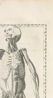 An illustration from Bernardi Siegfried Albini ... Explicatio tabularum anatomicarum Bartholomaei Eustachii ... Accedit tabularum editio nova (1744)