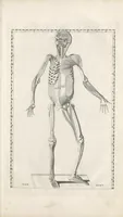 An illustration from Bernardi Siegfried Albini ... Explicatio tabularum anatomicarum Bartholomaei Eustachii ... Accedit tabularum editio nova (1744)