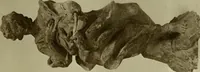 Picture 34 of 73 from Bernini and other studies in the history of art (1914), leaf 116