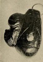 An illustration from Bernstein (1920)
