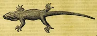 An illustration from Beschrijvinghe van West-Indien (1630)
