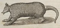 An illustration from Beschrijvinghe van West-Indien (1630)