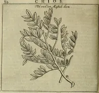Picture 32 of 112 from Naukeurige beschryving der eilanden, in de archipel der Middelantsche zee, en ontrent dezelve, gelegen : waer onder de voornaemste Cyprus, Rhodus, Kandien, Samos, Scio, Negroponte, Lemnos, Paros, Delos, Patmos, en andere in groten getale, behelzende der zelver benamingen, gelegentheden, steden, kastelen, gedenkwaerdige aeloude en hedendaeghse geschiedenissen, bestieringen, veroveringen, gewassen, dieren, &c. : verrijkt met zee- en eilant-kaerten, en afbeeldingen van steden, dieren, gewassen &c. (1688), leaf 279