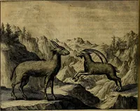 An illustration from Naukeurige beschryving der eilanden, in de archipel der Middelantsche zee, en ontrent dezelve, gelegen : waer onder de voornaemste Cyprus, Rhodus, Kandien, Samos, Scio, Negroponte, Lemnos, Paros, Delos, Patmos, en andere in groten getale, behelzende der zelver benamingen, gelegentheden, steden, kastelen, gedenkwaerdige aeloude en hedendaeghse geschiedenissen, bestieringen, veroveringen, gewassen, dieren, &c. : verrijkt met zee- en eilant-kaerten, en afbeeldingen van steden, dieren, gewassen &c. (1688)