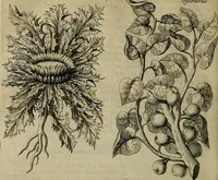 An illustration from Naukeurige beschryving der eilanden, in de archipel der Middelantsche zee, en ontrent dezelve, gelegen : waer onder de voornaemste Cyprus, Rhodus, Kandien, Samos, Scio, Negroponte, Lemnos, Paros, Delos, Patmos, en andere in groten getale, behelzende der zelver benamingen, gelegentheden, steden, kastelen, gedenkwaerdige aeloude en hedendaeghse geschiedenissen, bestieringen, veroveringen, gewassen, dieren, &c. : verrijkt met zee- en eilant-kaerten, en afbeeldingen van steden, dieren, gewassen &c. (1688)
