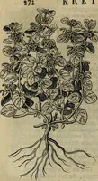 An illustration from Naukeurige beschryving der eilanden, in de archipel der Middelantsche zee, en ontrent dezelve, gelegen : waer onder de voornaemste Cyprus, Rhodus, Kandien, Samos, Scio, Negroponte, Lemnos, Paros, Delos, Patmos, en andere in groten getale, behelzende der zelver benamingen, gelegentheden, steden, kastelen, gedenkwaerdige aeloude en hedendaeghse geschiedenissen, bestieringen, veroveringen, gewassen, dieren, &c. : verrijkt met zee- en eilant-kaerten, en afbeeldingen van steden, dieren, gewassen &c. (1688)