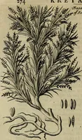 An illustration from Naukeurige beschryving der eilanden, in de archipel der Middelantsche zee, en ontrent dezelve, gelegen : waer onder de voornaemste Cyprus, Rhodus, Kandien, Samos, Scio, Negroponte, Lemnos, Paros, Delos, Patmos, en andere in groten getale, behelzende der zelver benamingen, gelegentheden, steden, kastelen, gedenkwaerdige aeloude en hedendaeghse geschiedenissen, bestieringen, veroveringen, gewassen, dieren, &c. : verrijkt met zee- en eilant-kaerten, en afbeeldingen van steden, dieren, gewassen &c. (1688)