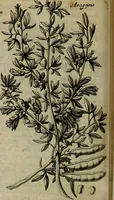 An illustration from Naukeurige beschryving der eilanden, in de archipel der Middelantsche zee, en ontrent dezelve, gelegen : waer onder de voornaemste Cyprus, Rhodus, Kandien, Samos, Scio, Negroponte, Lemnos, Paros, Delos, Patmos, en andere in groten getale, behelzende der zelver benamingen, gelegentheden, steden, kastelen, gedenkwaerdige aeloude en hedendaeghse geschiedenissen, bestieringen, veroveringen, gewassen, dieren, &c. : verrijkt met zee- en eilant-kaerten, en afbeeldingen van steden, dieren, gewassen &c. (1688)