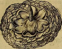 An illustration from Naukeurige beschryving der eilanden, in de archipel der Middelantsche zee, en ontrent dezelve, gelegen : waer onder de voornaemste Cyprus, Rhodus, Kandien, Samos, Scio, Negroponte, Lemnos, Paros, Delos, Patmos, en andere in groten getale, behelzende der zelver benamingen, gelegentheden, steden, kastelen, gedenkwaerdige aeloude en hedendaeghse geschiedenissen, bestieringen, veroveringen, gewassen, dieren, &c. : verrijkt met zee- en eilant-kaerten, en afbeeldingen van steden, dieren, gewassen &c. (1688)