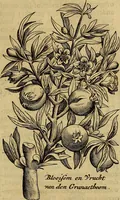 An illustration from Naukeurige beschryving der eilanden, in de archipel der Middelantsche zee, en ontrent dezelve, gelegen : waer onder de voornaemste Cyprus, Rhodus, Kandien, Samos, Scio, Negroponte, Lemnos, Paros, Delos, Patmos, en andere in groten getale, behelzende der zelver benamingen, gelegentheden, steden, kastelen, gedenkwaerdige aeloude en hedendaeghse geschiedenissen, bestieringen, veroveringen, gewassen, dieren, &c. : verrijkt met zee- en eilant-kaerten, en afbeeldingen van steden, dieren, gewassen &c. (1688)