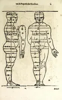 Picture 2 of 41 from Beschryvinghe van Albrecht Durer van de menschelijcke proportion : begrepen in vier onderscheyden boecken, zeer nut ende profijtelijck voor alle lief-hebbers defer konste : in't latijn ende hooghduytsch, tot Nurenbergh ghedruct, tot koste van syne nae-ghelaten weduvve, in't iaer ons Heeren 1527 : ende nu in onse Nederlandtsche sprake over-gheset, tot dienste der ghener die de konste beminnen, ende de latijnsche ofte hooghduytsche sprake niet en cerstaen (1622), leaf 15