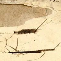 An illustration from Beschryving van Louisania, nieuwelijks ontdekt ten zuidwesten van Niew-Vrankryk, door order van den Koning (1688)
