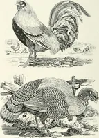 An illustration from The Bewick collector. A descriptive catalogue of the works of Thomas and John Bewick; including cuts, in various states, for books and pamphlets, private gentlemen, public companies, exhibitions, races, newspapers, shop cards, invoice heads, bar bills, coal certificates, broadsides, and other miscellaneous purposes, and wood blocks. With an appendix of portraits, autographs, works of pupils, &c. &c. The whole described from the originals contained in the largest and most perfect collection ever formed, and illustrated with a hundred and twelve cuts (1866)