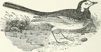An illustration from The Bewick collector. A descriptive catalogue of the works of Thomas and John Bewick; including cuts, in various states, for books and pamphlets, private gentlemen, public companies, exhibitions, races, newspapers, shop cards, invoice heads, bar bills, coal certificates, broadsides, and other miscellaneous purposes, and wood blocks. With an appendix of portraits, autographs, works of pupils, &c. &c. The whole described from the originals contained in the largest and most perfect collection ever formed, and illustrated with a hundred and twelve cuts (1866)