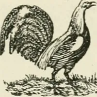 An illustration from The Bewick collector : a supplement to a descriptive catalogue of the works of Thomas and John Bewick : consisting of additions to the various divisions of cuts, wood blocks, etc. ... (1868)