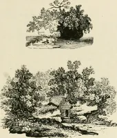 Picture 107 of 137 from The Bewick collector : a supplement to a descriptive catalogue of the works of Thomas and John Bewick : consisting of additions to the various divisions of cuts, wood blocks, etc. ... (1868), leaf 280