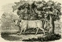Picture 108 of 137 from The Bewick collector : a supplement to a descriptive catalogue of the works of Thomas and John Bewick : consisting of additions to the various divisions of cuts, wood blocks, etc. ... (1868), leaf 280