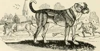 Picture 132 of 137 from The Bewick collector : a supplement to a descriptive catalogue of the works of Thomas and John Bewick : consisting of additions to the various divisions of cuts, wood blocks, etc. ... (1868), leaf 315