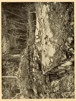 An illustration from Bibliographic notes on Palenque, Chiapas (1928)