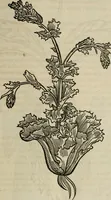 Picture 84 of 124 from Bibliotheca Spenceriana; or, A descriptive catalogue of the ... library of George John, earl Spencer (1814), leaf 550