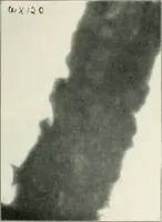 Picture 12 of 24 from Bibliotics; or, The study of documents; determination of the individual character of handwriting and detection of fraud and forgery. New methods of research (1901), leaf 134