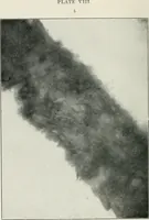 Picture 13 of 24 from Bibliotics; or, The study of documents; determination of the individual character of handwriting and detection of fraud and forgery. New methods of research (1901), leaf 135