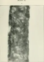 Picture 14 of 24 from Bibliotics; or, The study of documents; determination of the individual character of handwriting and detection of fraud and forgery. New methods of research (1901), leaf 138
