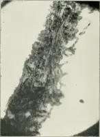 An illustration from Bibliotics; or, The study of documents; determination of the individual character of handwriting and detection of fraud and forgery. New methods of research (1901)