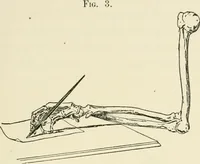 Picture 2 of 24 from Bibliotics; or, The study of documents; determination of the individual character of handwriting and detection of fraud and forgery. New methods of research (1901), leaf 42