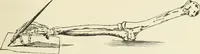 An illustration from Bibliotics; or, The study of documents; determination of the individual character of handwriting and detection of fraud and forgery. New methods of research (1901)
