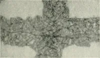 Picture 7 of 24 from Bibliotics; or, The study of documents; determination of the individual character of handwriting and detection of fraud and forgery. New methods of research (1901), leaf 78