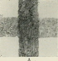 Picture 8 of 24 from Bibliotics; or, The study of documents; determination of the individual character of handwriting and detection of fraud and forgery. New methods of research (1901), leaf 83
