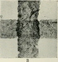 An illustration from Bibliotics; or, The study of documents; determination of the individual character of handwriting and detection of fraud and forgery. New methods of research (1901)