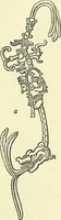 An illustration from Biologia Centrali-Americana, or, Contributions to the knowledge of the fauna and flora of Mexico and Central America (1889)