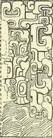 An illustration from Biologia Centrali-Americana, or, Contributions to the knowledge of the fauna and flora of Mexico and Central America (1889)